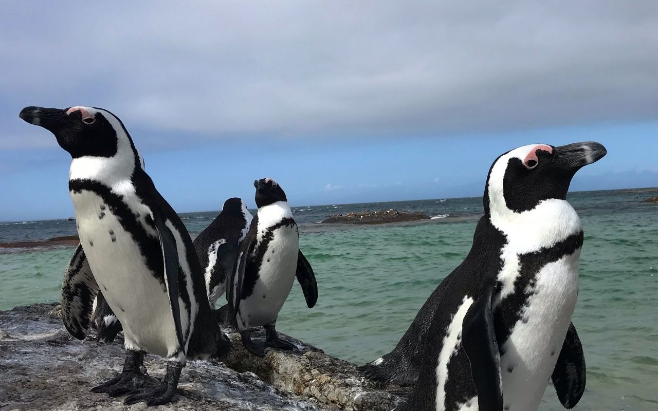Puerto Madryn