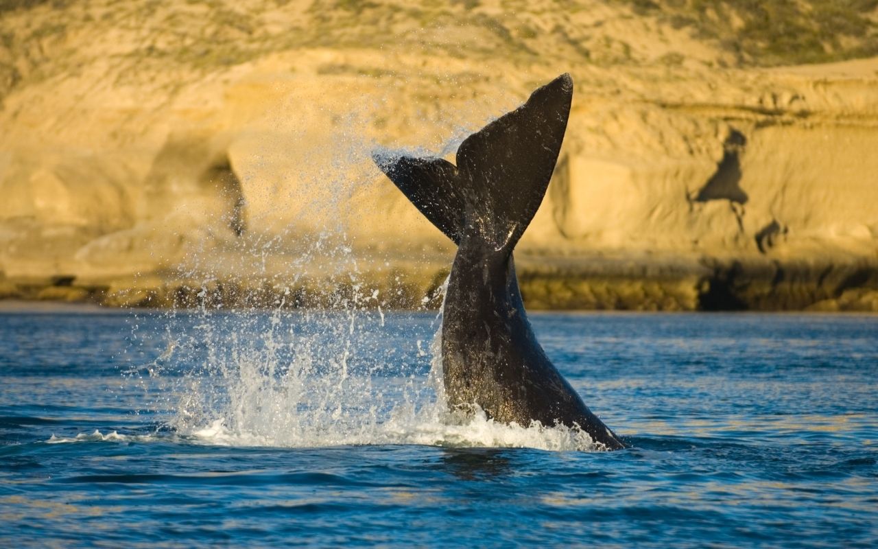 Puerto Madryn